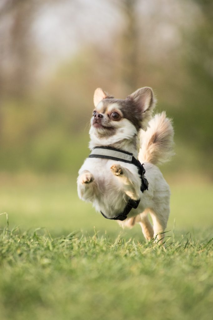 Active Chihuahua enjoying a run on the grass at Triple H Osteocare, where Dr. John Abdullah provides osteopathic treatments for dogs.